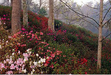 NFL教练种族歧视言论曝光 遭《麦登橄榄球22》移除